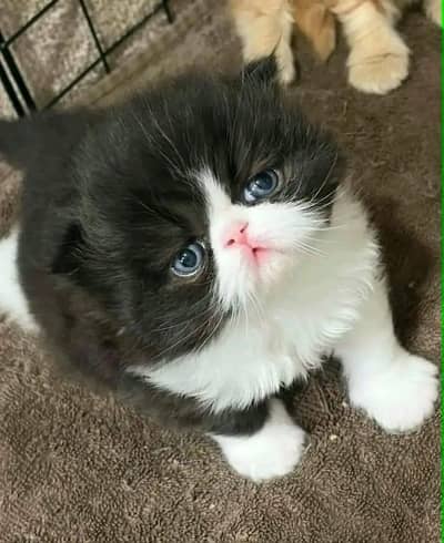 Cat | kittens | Persian | 3 Cote | Fluffy WA mesg 0348 %0163 * 063*