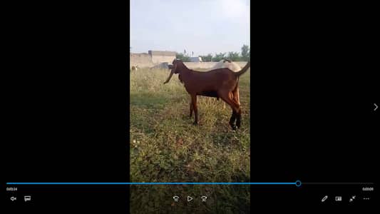 Male and Femal Goats