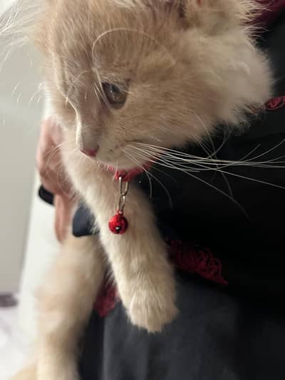 selling cat