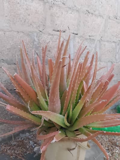 Aloe Vera Plant