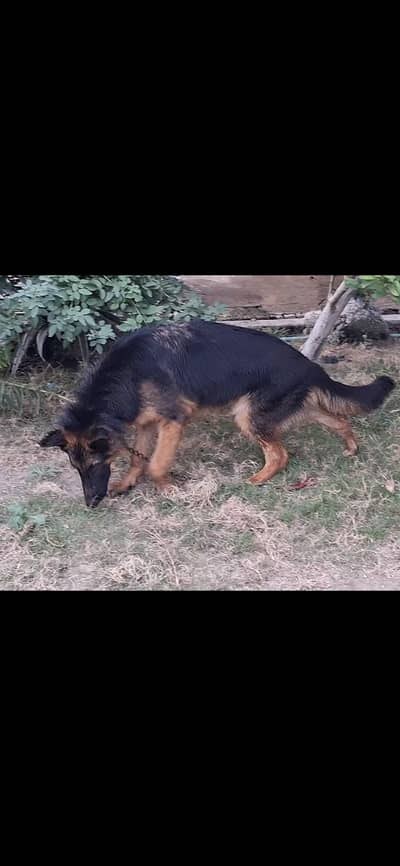 GERMAN SHEPHERD LONG COAT MALE