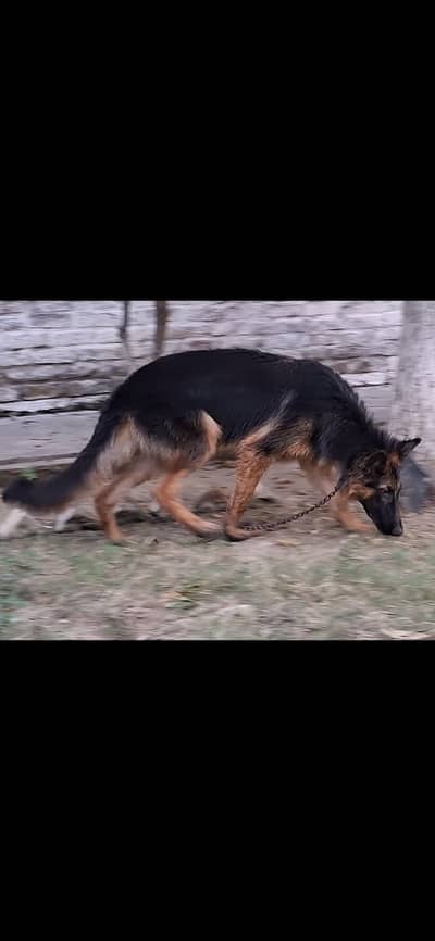 GERMAN SHEPHERD LONG COAT MALE