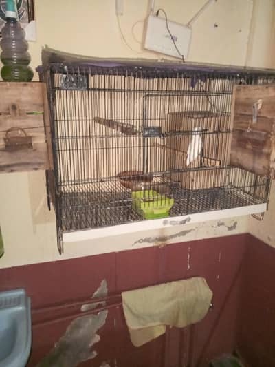 very good love birds