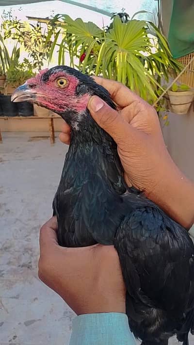 PURE ASEEL MUSHKI MAADI PURE BLOODLINE FOR SALE (FULL READY TO BREED)