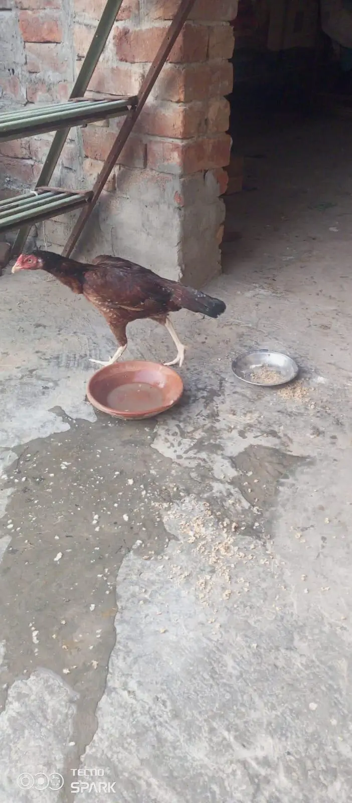 Amroha Bloodline — photo 2