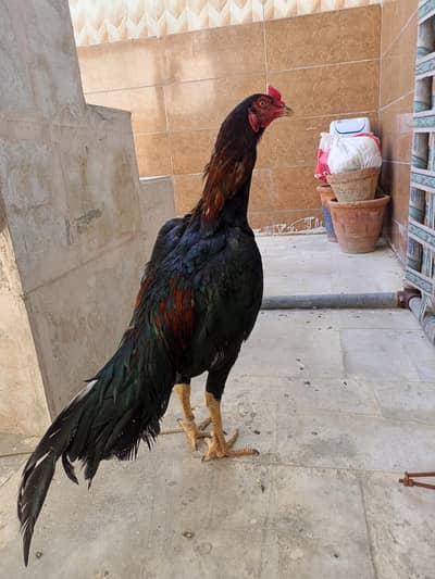 Aseel Lakha Mushka murga for Sale.
