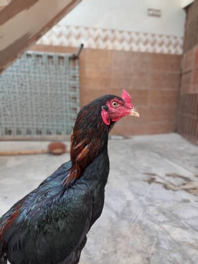Aseel Lakha Mushka murga for Sale.