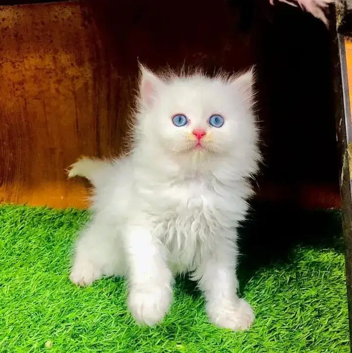 Persian kittens | triple coat | fluffy | 0327//64100//26 — photo 4
