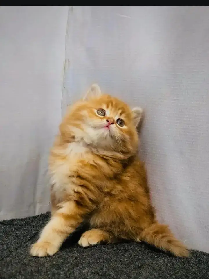 Persian kittens | triple coat | fluffy | 0327//64100//26 — photo 5