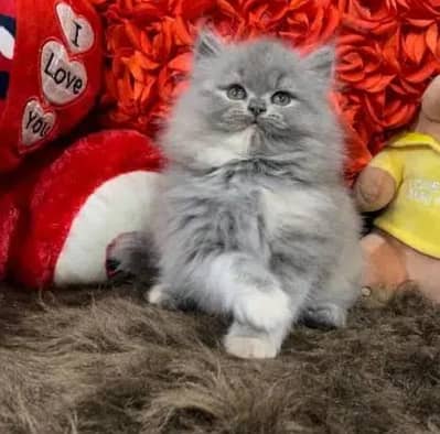 Persian kittens | triple coat | fluffy | 0327//64100//26