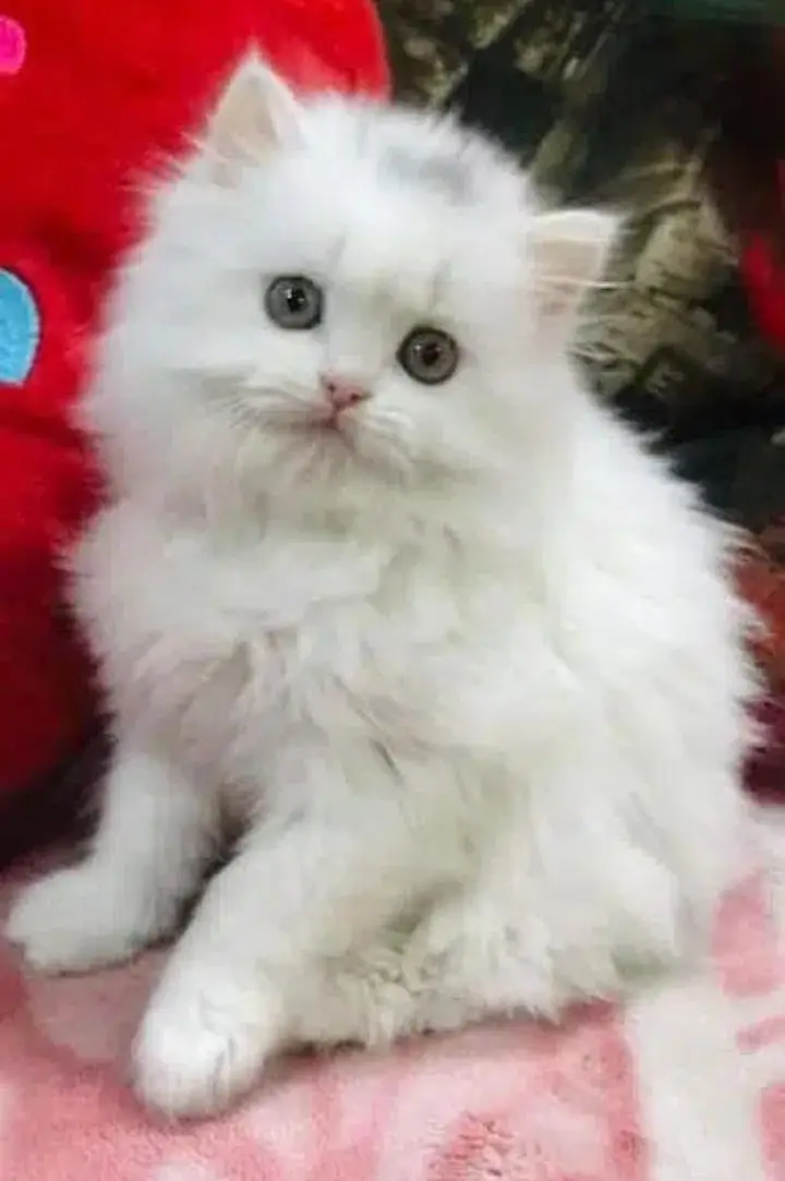 Persian kittens | triple coat | fluffy | 0327//64100//26 — photo 2
