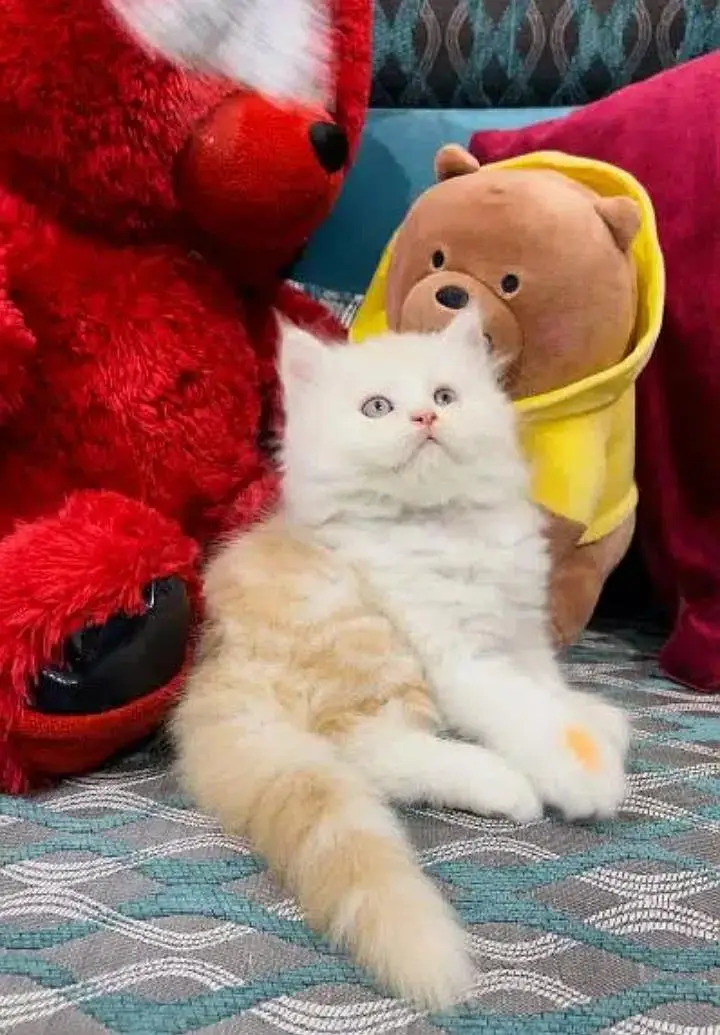 Persian kittens | triple coat | fluffy | 0327//64100//26 — photo 4