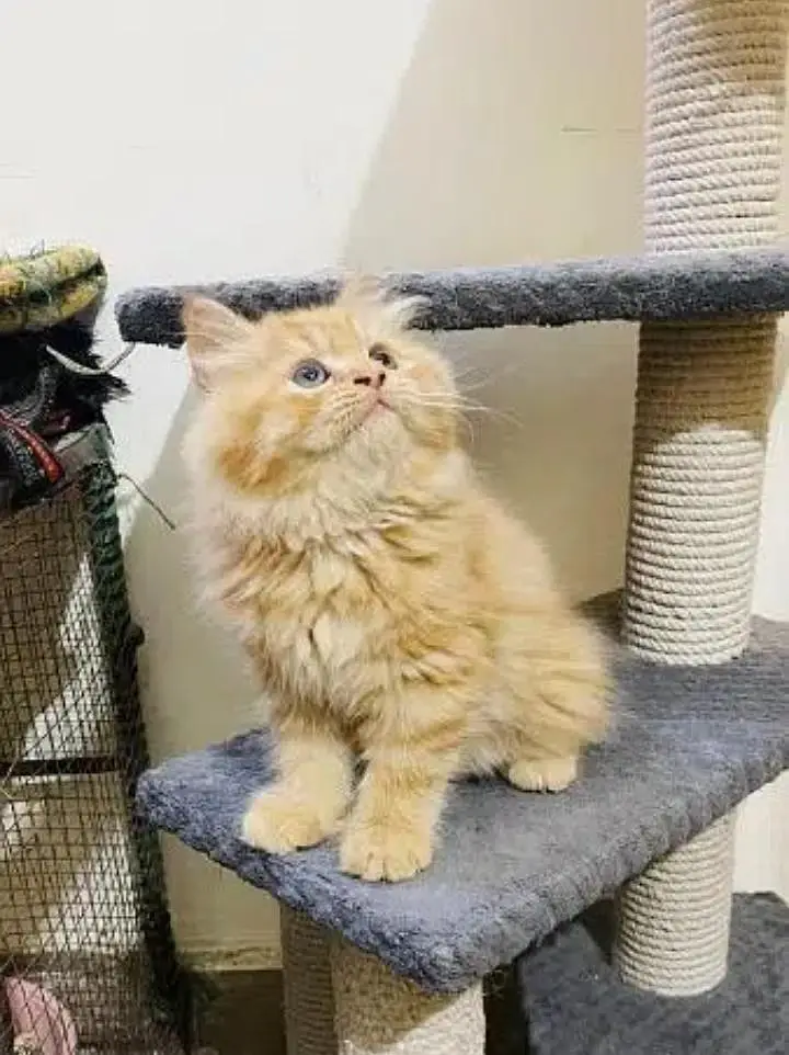 Persian kittens | triple coat | fluffy | 0327//64100//26 — photo 5