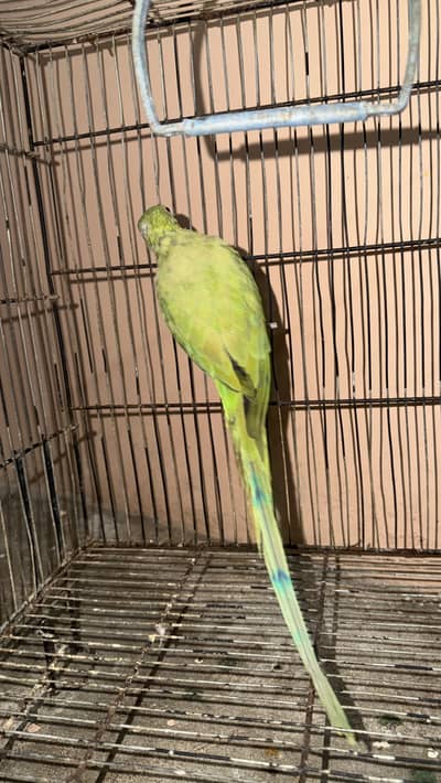 Green parrot 