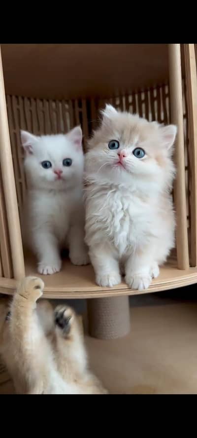 Persian kittens | triple coat | fluffy | 0327//64100//26