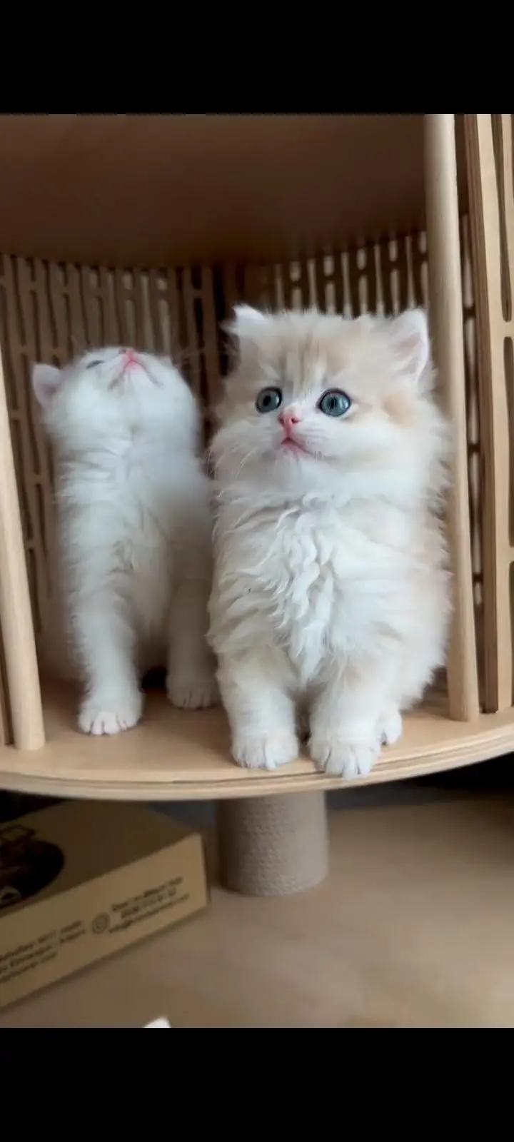 Persian kittens | triple coat | fluffy | 0327//64100//26 — photo 2