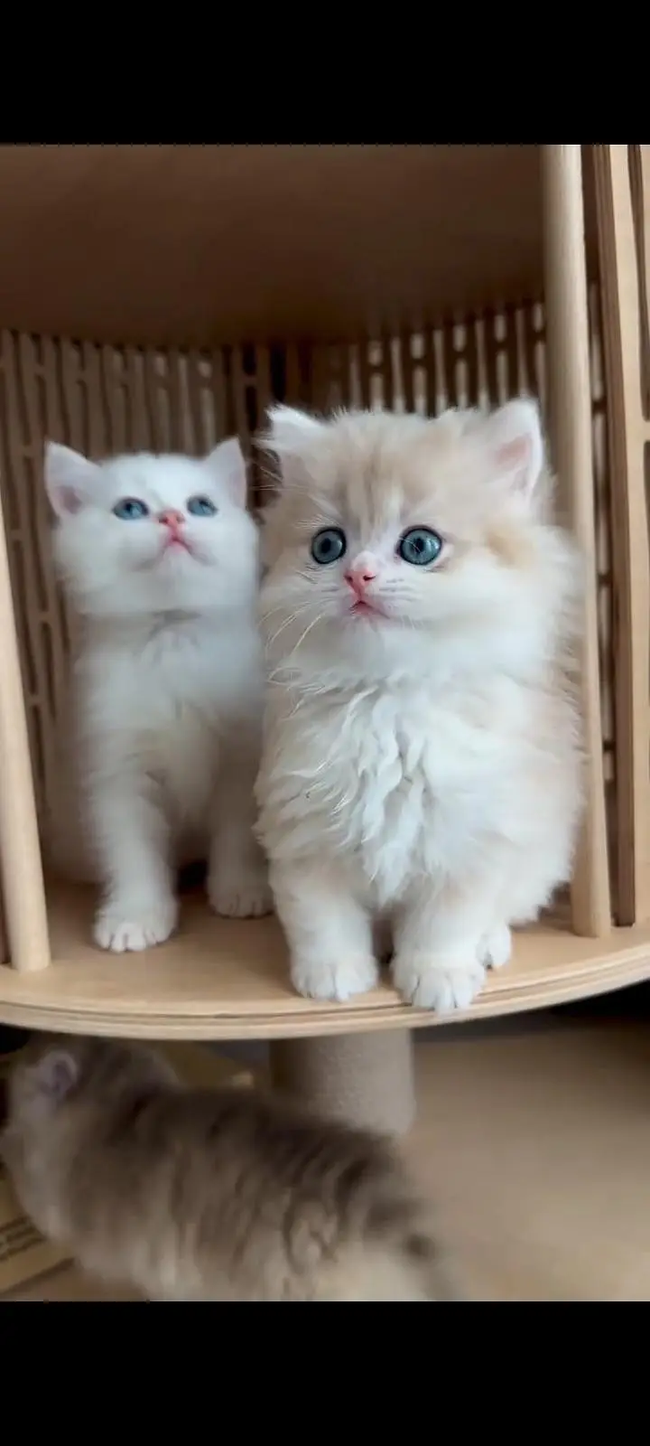 Persian kittens | triple coat | fluffy | 0327//64100//26 — photo 4
