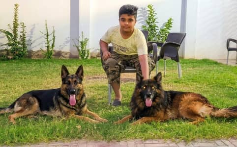 German shepherd pairs available