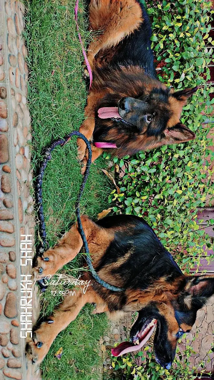 German shepherd pairs available — photo 2