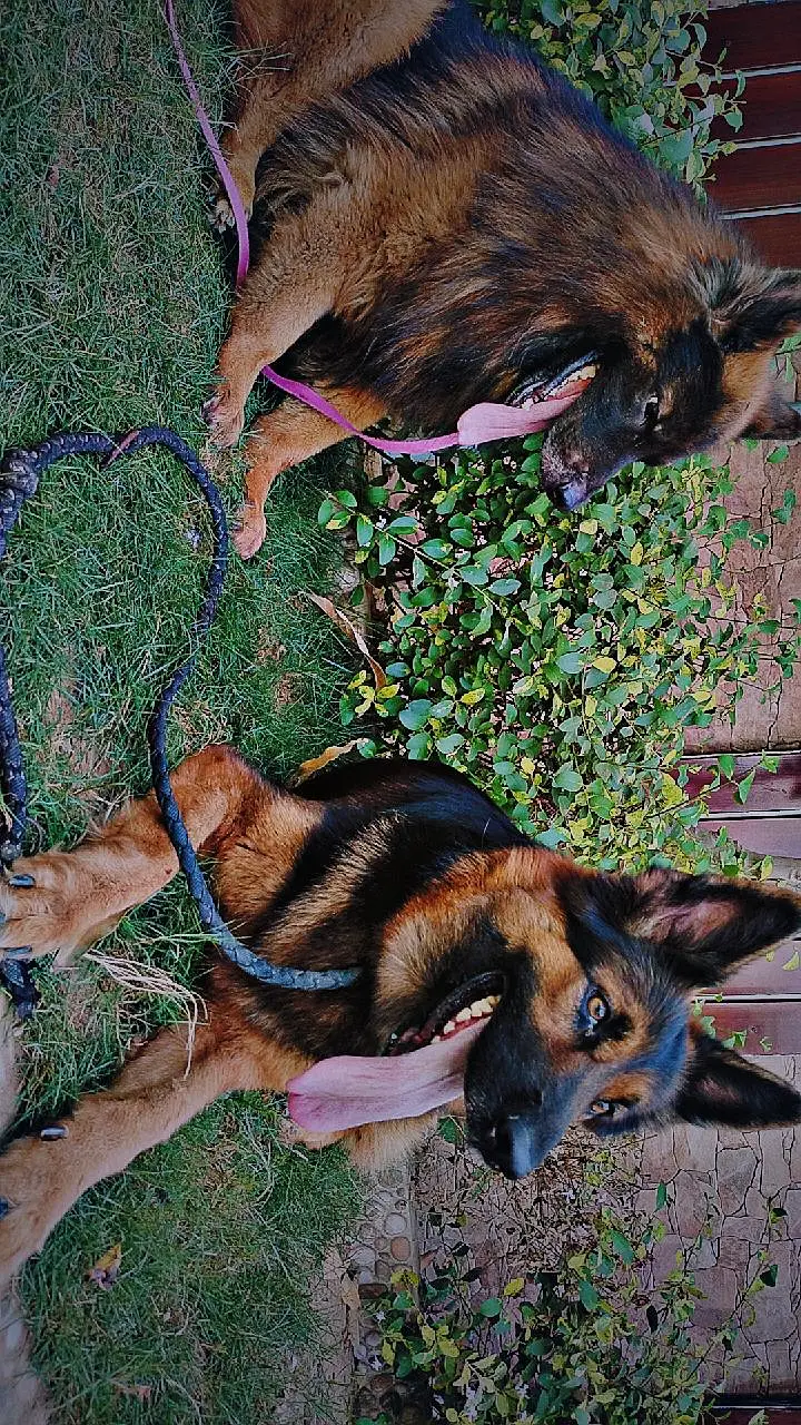 German shepherd pairs available — photo 3