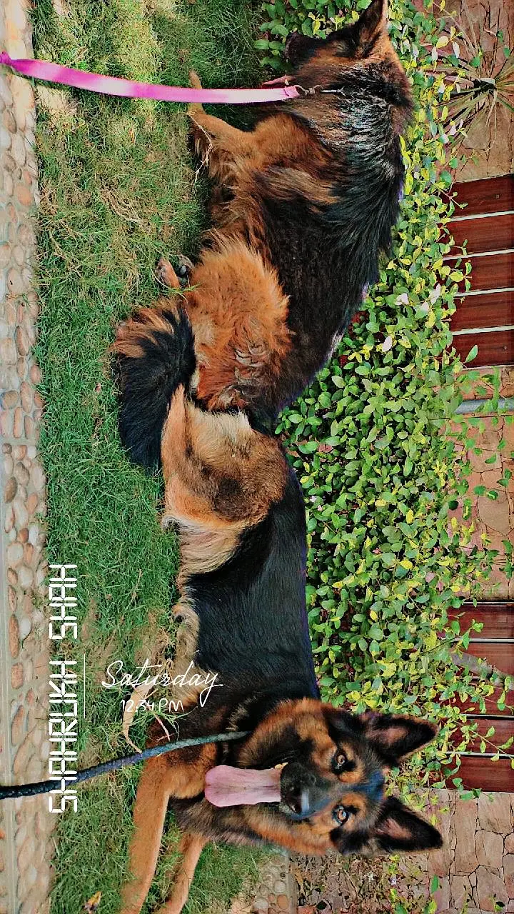 German shepherd pairs available — photo 4