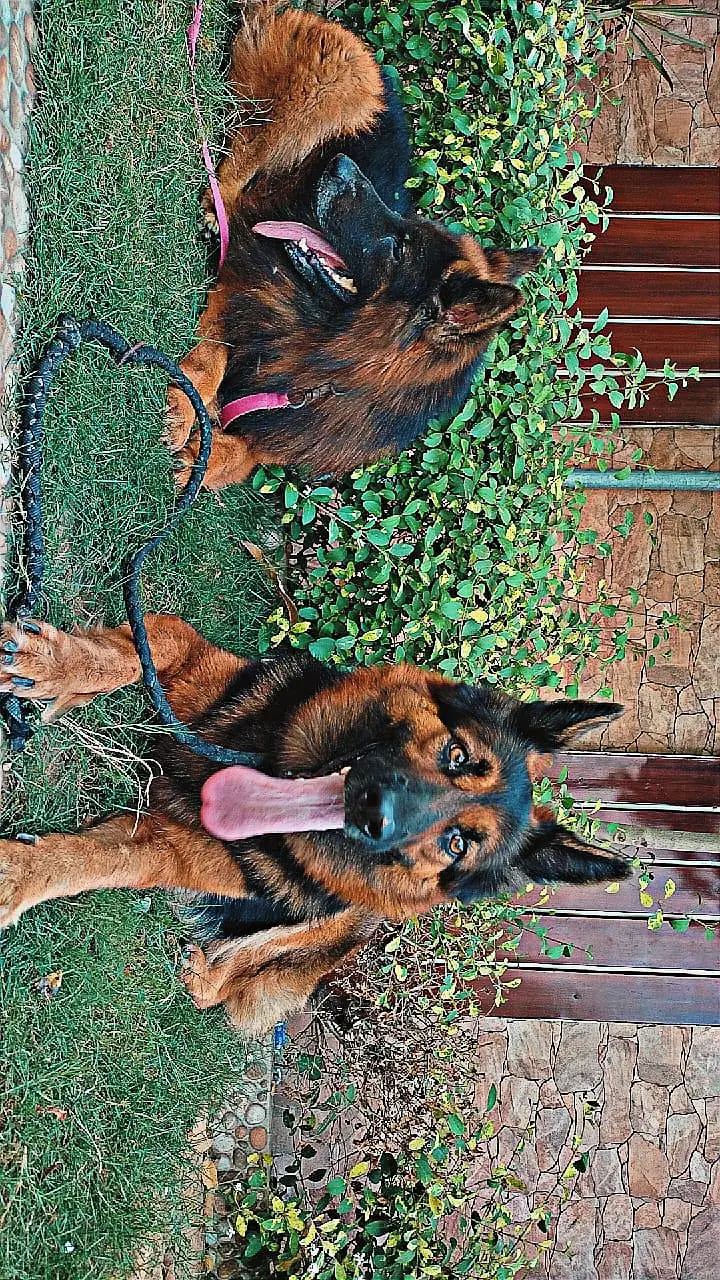 German shepherd pairs available — photo 5