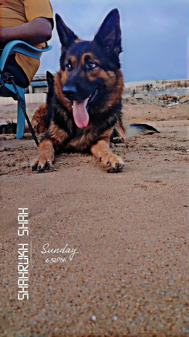 German shepherd pairs available — photo 6