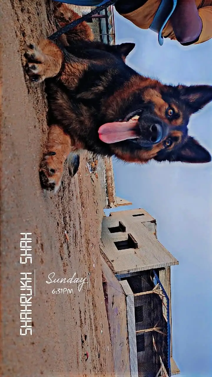 German shepherd pairs available — photo 7