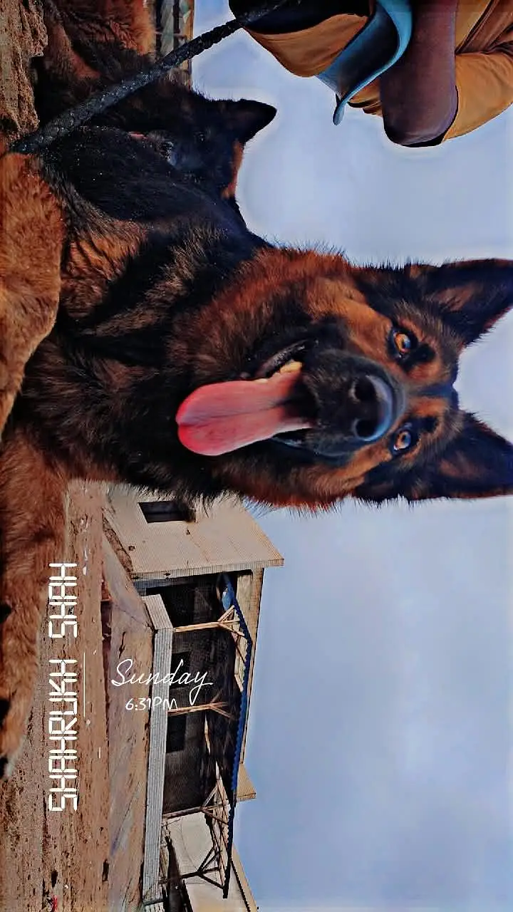 German shepherd pairs available — photo 8