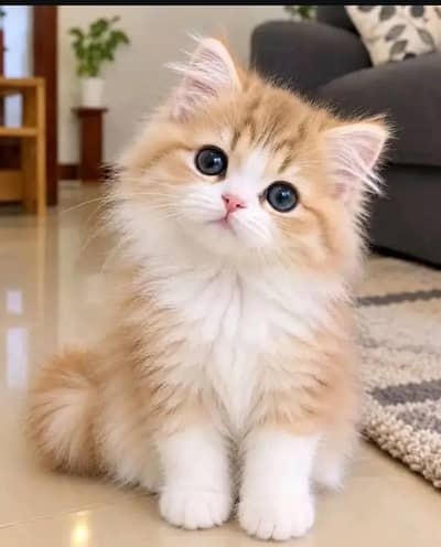 Persian kittens | triple coat | fluffy | 0327//64100//26