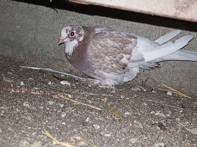 1 fantail and 4 flyer piegon