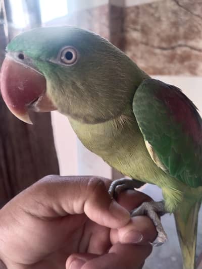 parrot kashmari ra