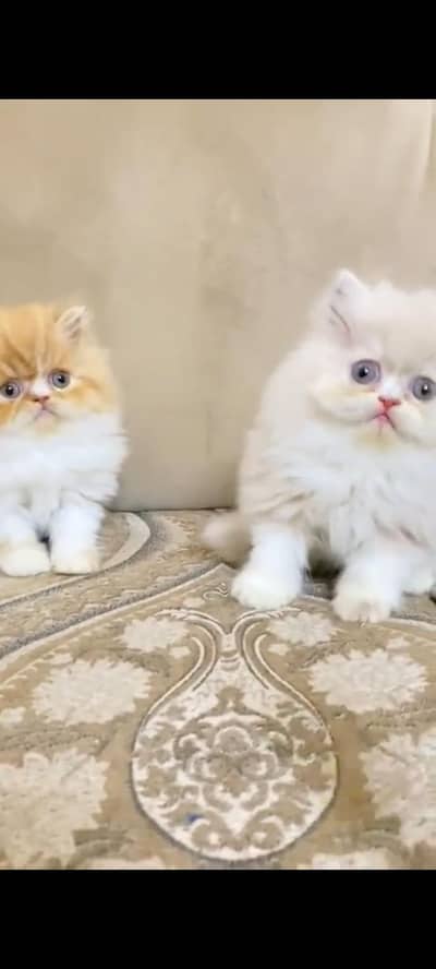Persian kittens | triple coat | fluffy | 0327//64100//26