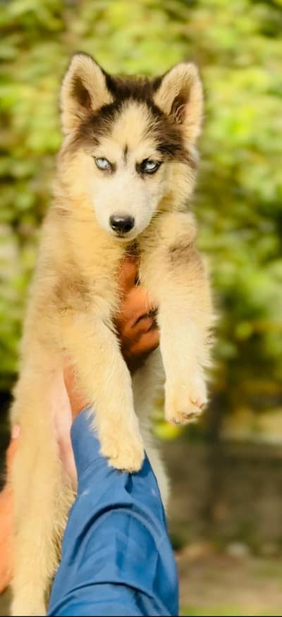 Siberian Husky Male pup