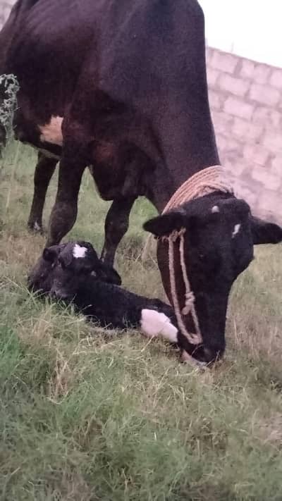 New Cow 9 Kg milk