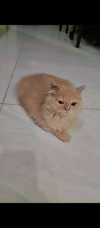 bCat fro sale