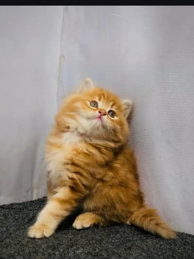 Persian kittens | triple coat | fluffy | 0327//64100//26