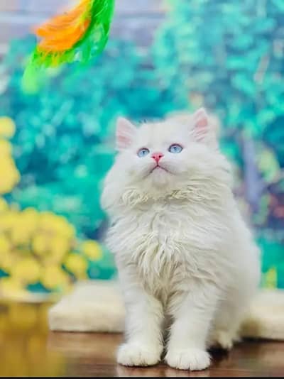 Persian kittens | triple coat | fluffy | 0327//64100//26