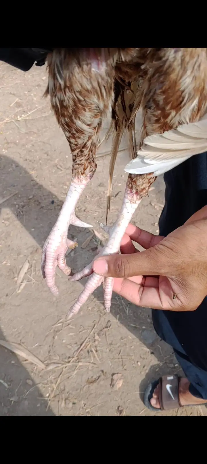 Pela aseel mina wali — photo 4