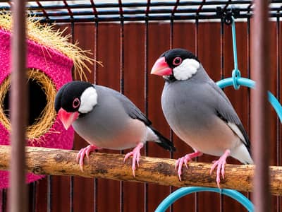 Jawa Finch