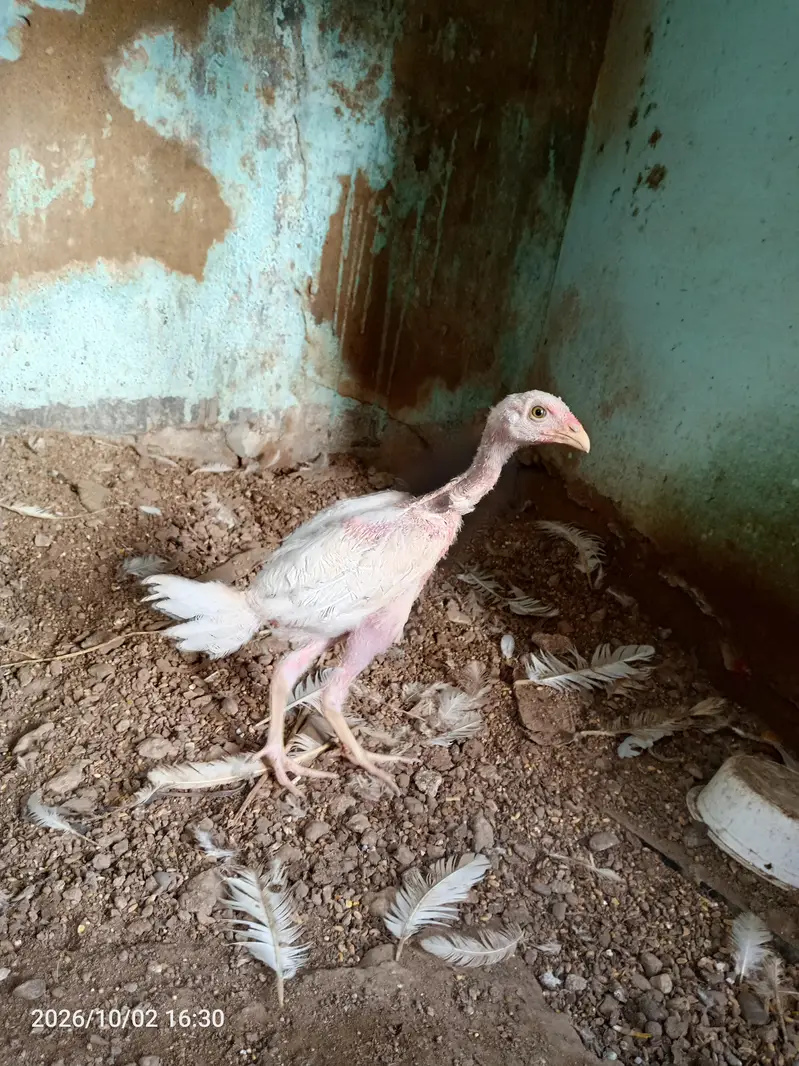 par chick 5 hazar — photo 4