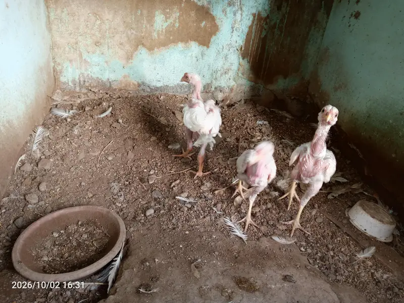 par chick 5 hazar — photo 5