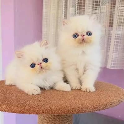 Persian kittens | triple coat | fluffy | 0327//64100//26