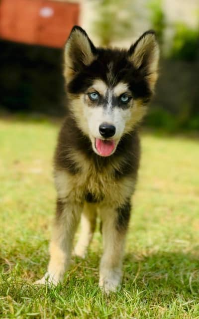 Siberian Husky Puppy |wolly coat| Blue and Odd Eyes