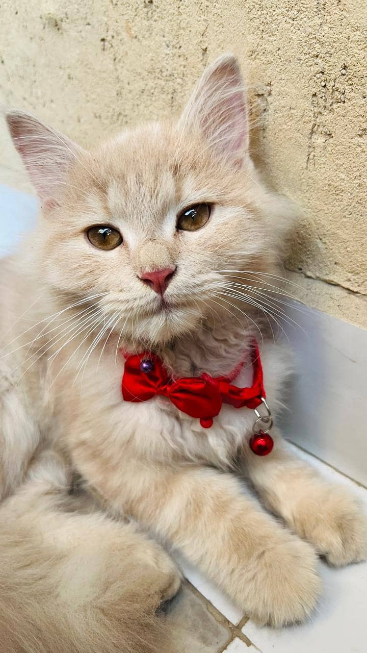 Persian Turkish angora double coated doll face 1