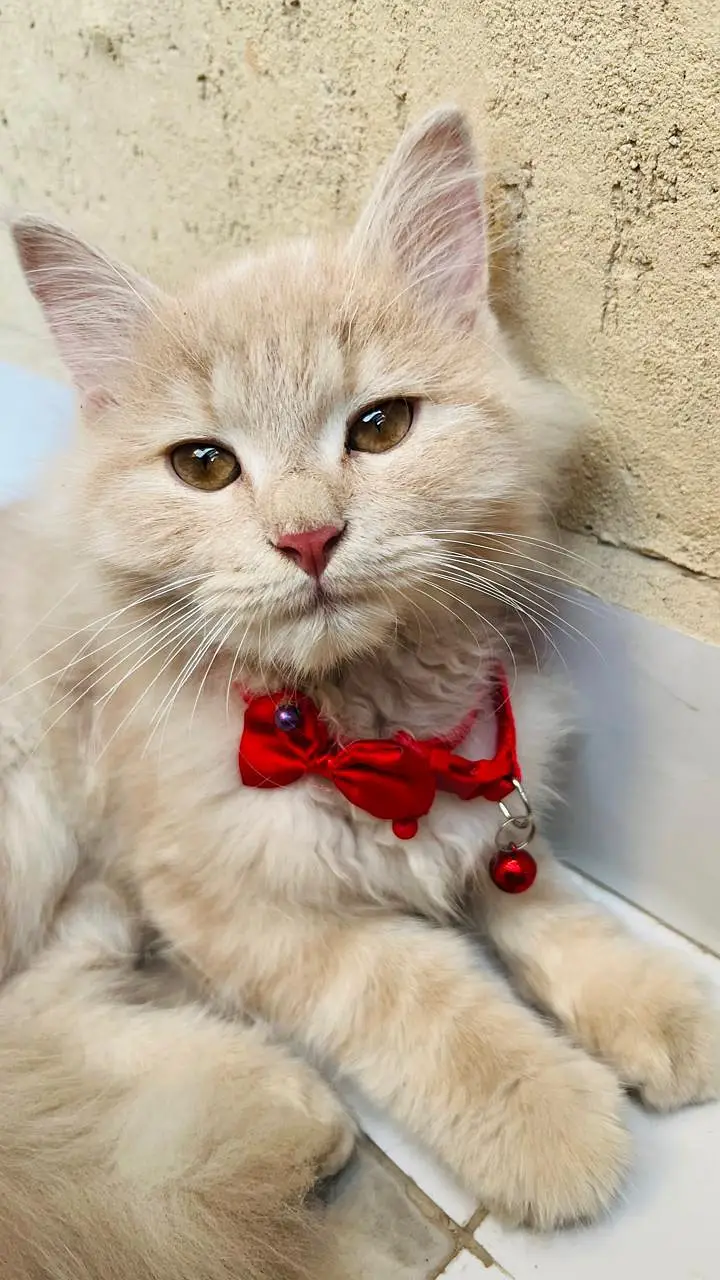 Persian Turkish angora double coated doll face — photo 2