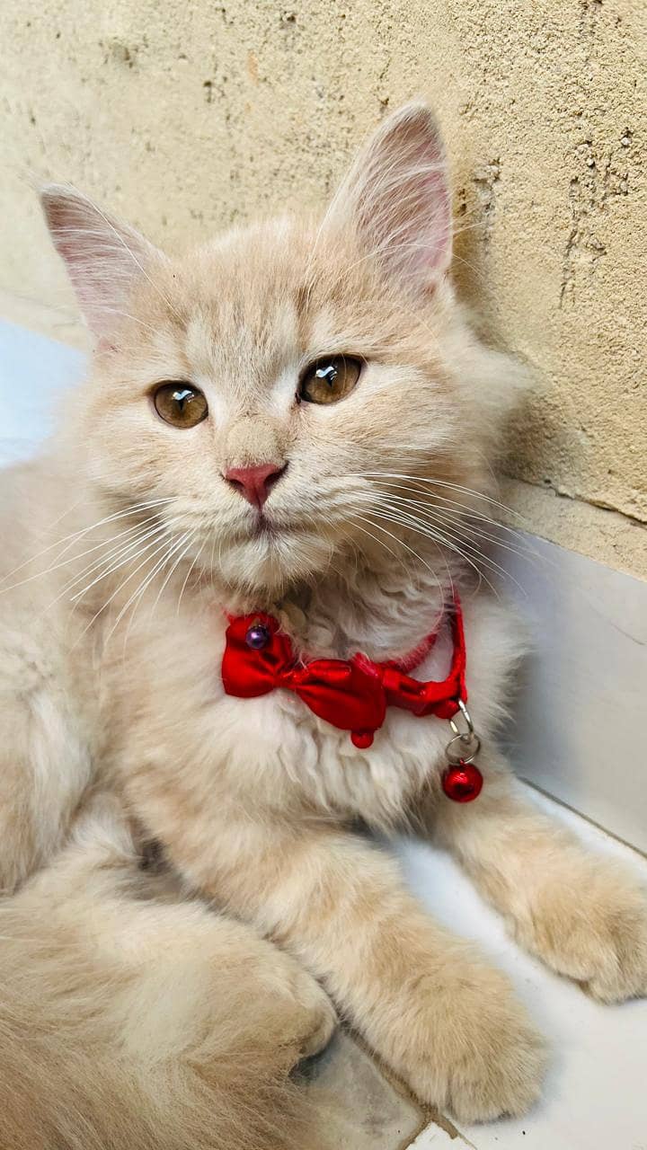 Persian Turkish angora double coated doll face 2