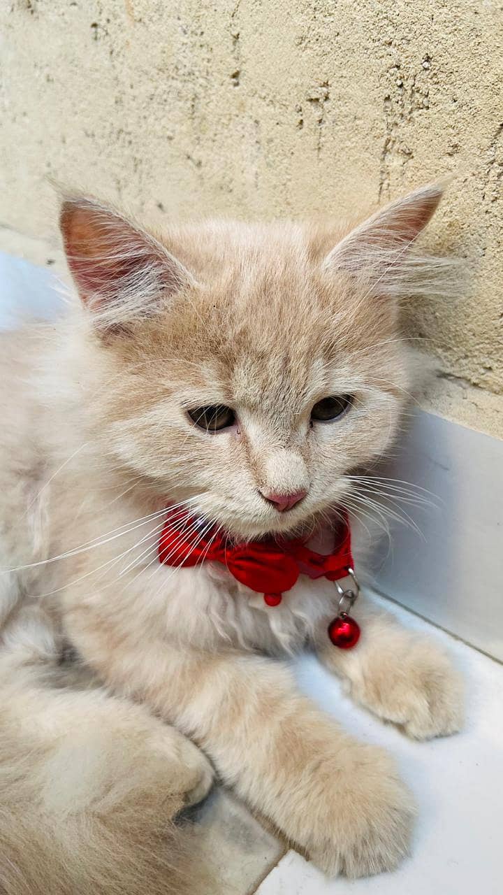 Persian Turkish angora double coated doll face 3