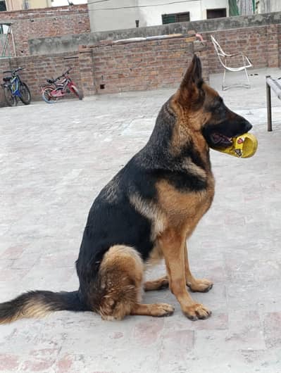 Single Coat GSD for Sale