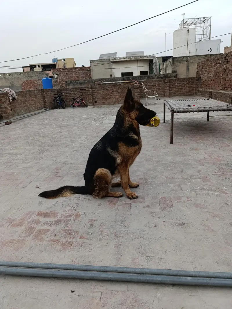 Single Coat GSD for Sale — photo 2